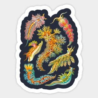 Ernst Haeckel Nudibranch Sea Slugs Sticker